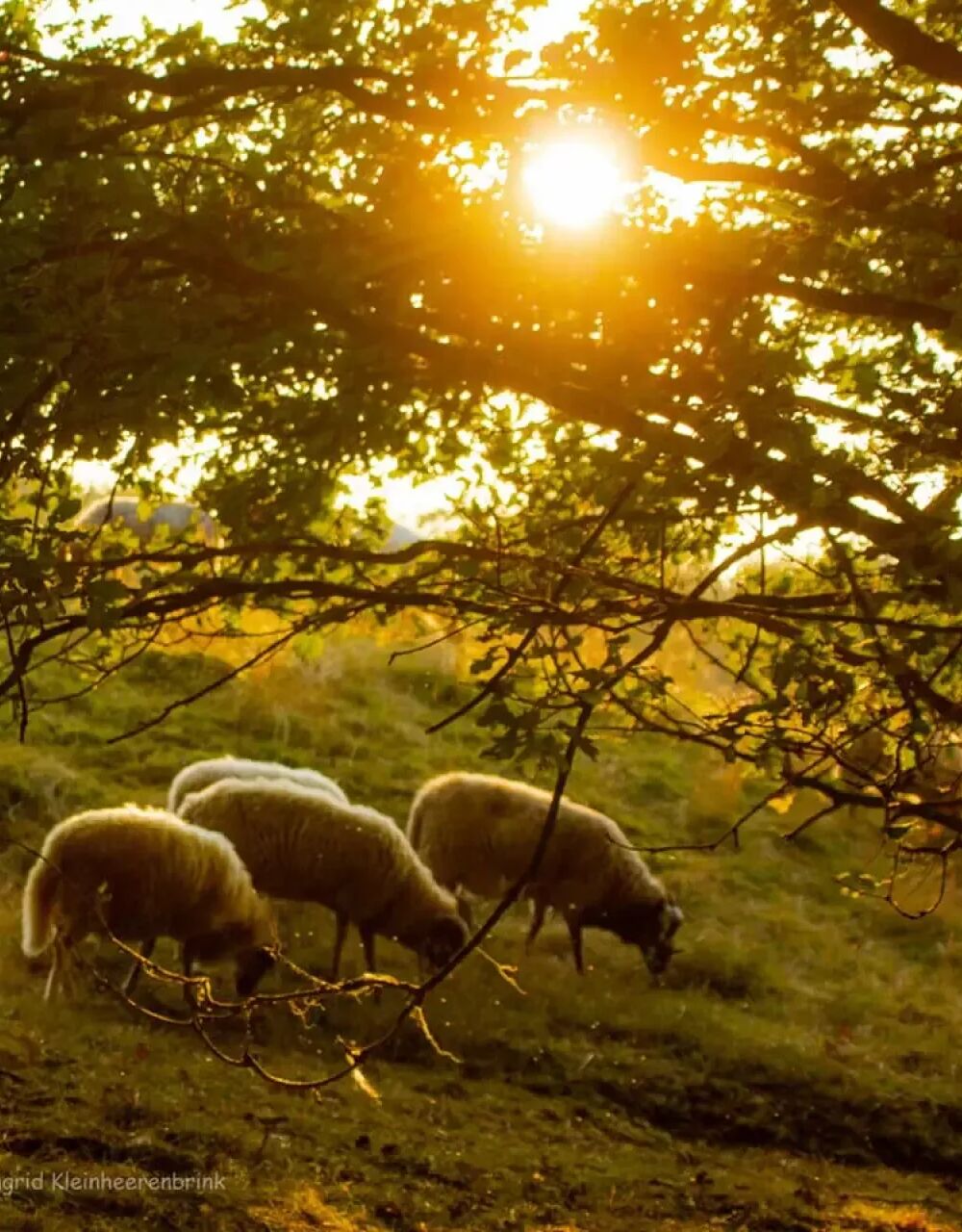 Herfsttintentochschapen