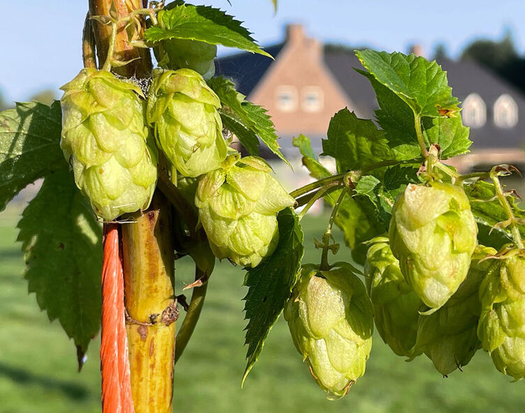 Hopveld Tabslider